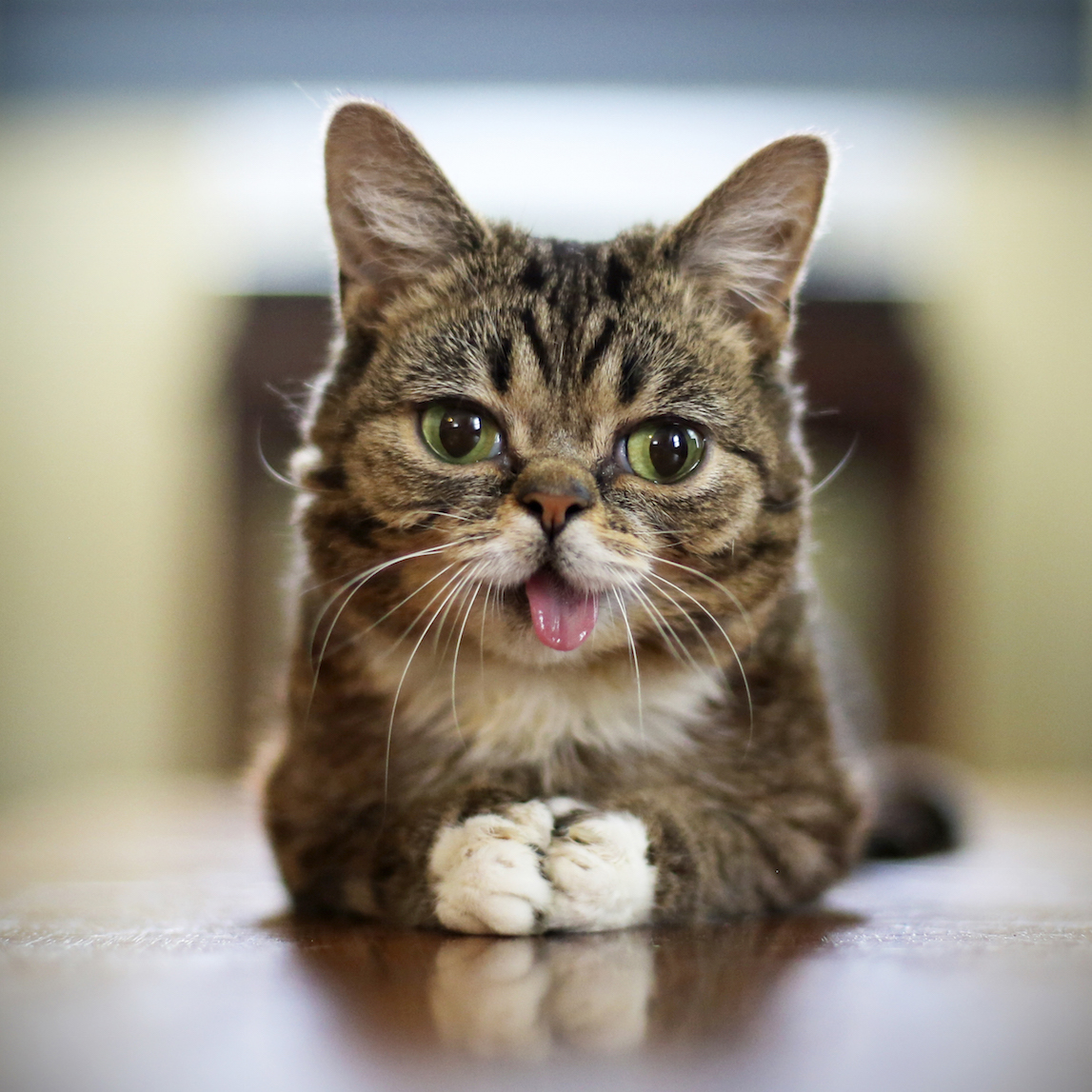 Lil-BUB-pawstogether_Mike_Bridavsky