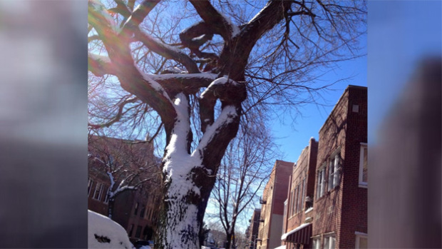 astoria_tree_cut_down_0323
