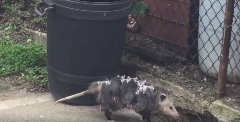 oppossum
