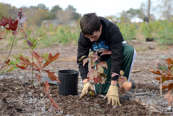 spring-2015-tree-care