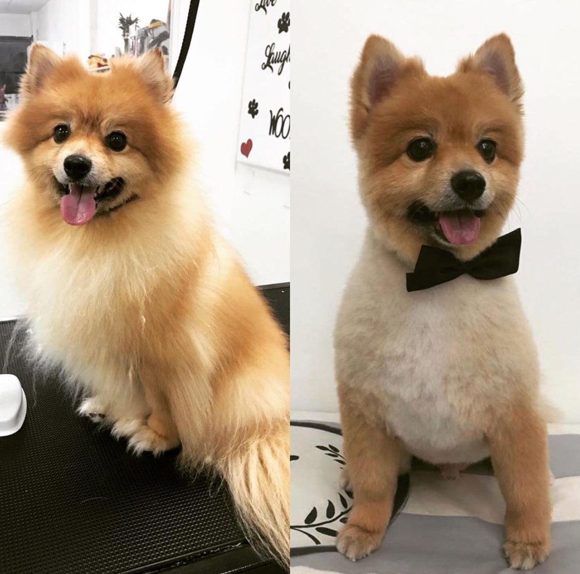 Image via Vivi Pet Care (@vivipetcare) Instagram.