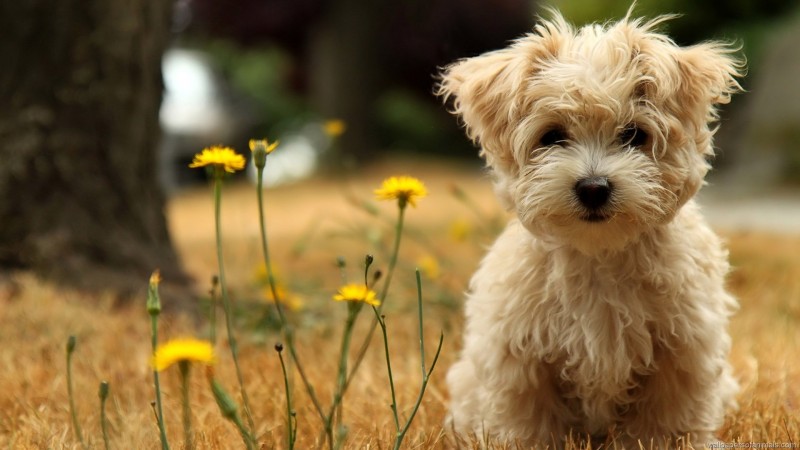 4087-happy-dog-800x600.jpg 4087-happy-dog-800x600.jpg